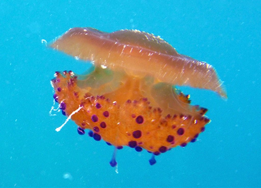 Jellyfish Fried egg jellyfish Sea Stuff
