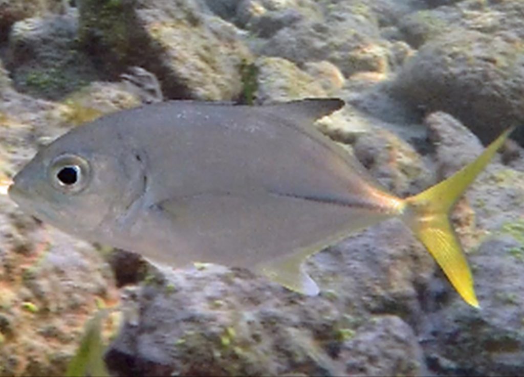 Jacks Horse eye yellow tail jack Sea Stuff